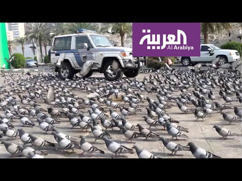 شاهد حَمام مكة يحط في الشوارع المحيطة بالحرم المكي