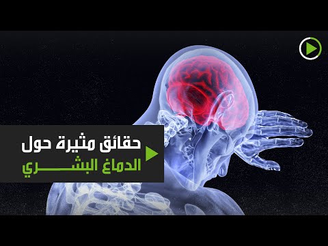 شاهد حقائق مثيرة حول الدماغ البشري أبرزها نسبة الماء في تكوينه