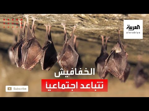 شاهد الخفافيش تتباعد اجتماعيًا عندما تشعر بالمرض