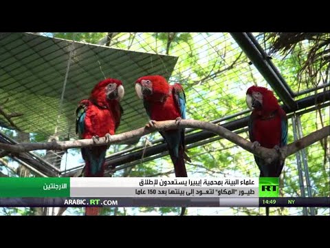 شاهد علماء البيئة في محمية طإيبيرا يستعدون لإطلاق طيور المكاو