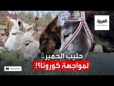 يشربون حليب الحمير لمواجهة كورونا في جنوب تيرانا