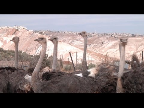 مزرعة لتربية النعَّام في فلسطين